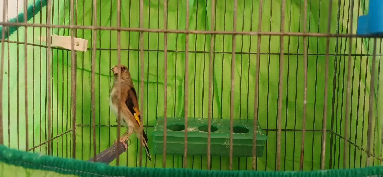 قناری سره|پرنده|خمینیشهر, |دیوار