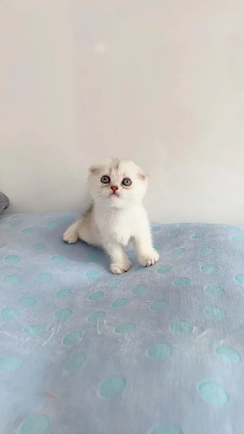 پرشیت مو بلند گرید A+|گربه|ایلام, |دیوار