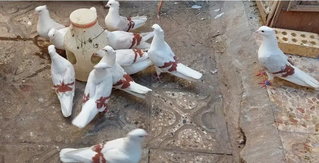 کبوتر نباتی|پرنده|دورود, |دیوار