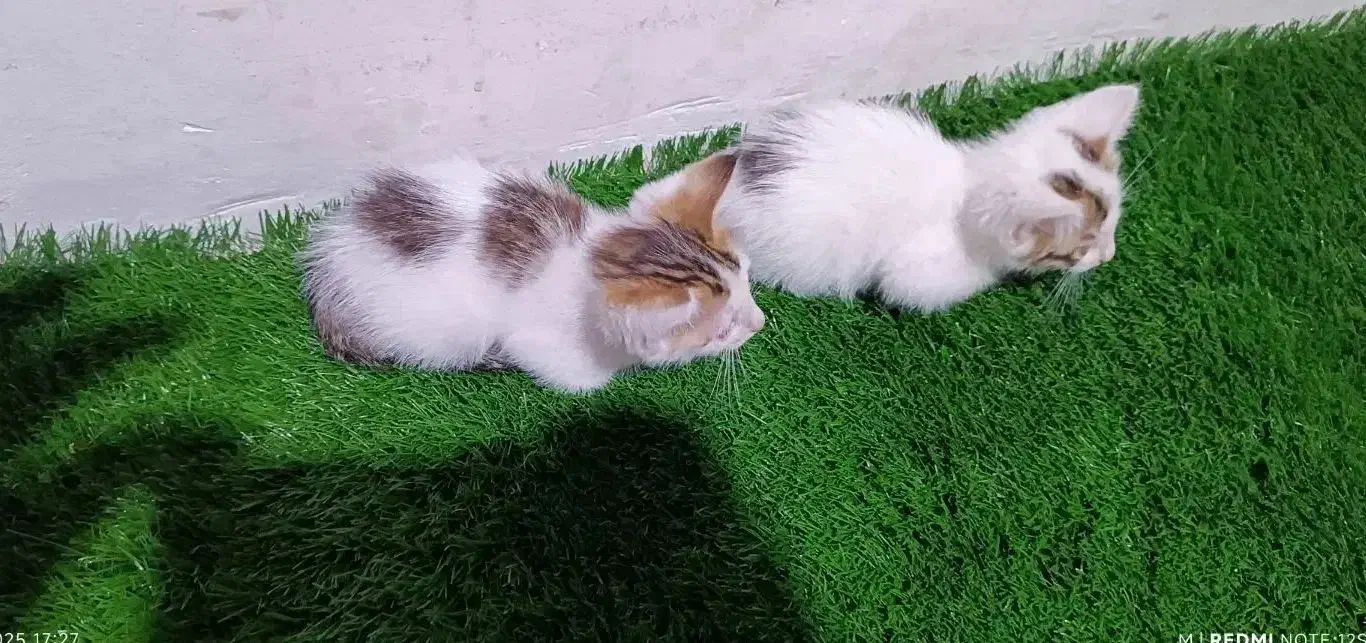 واگذاری بچه گربه|گربه|لاهیجان, کوی خزر|دیوار