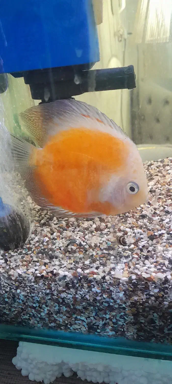 ماهی دیسکس|ماهی|اهواز, بهارستان|دیوار