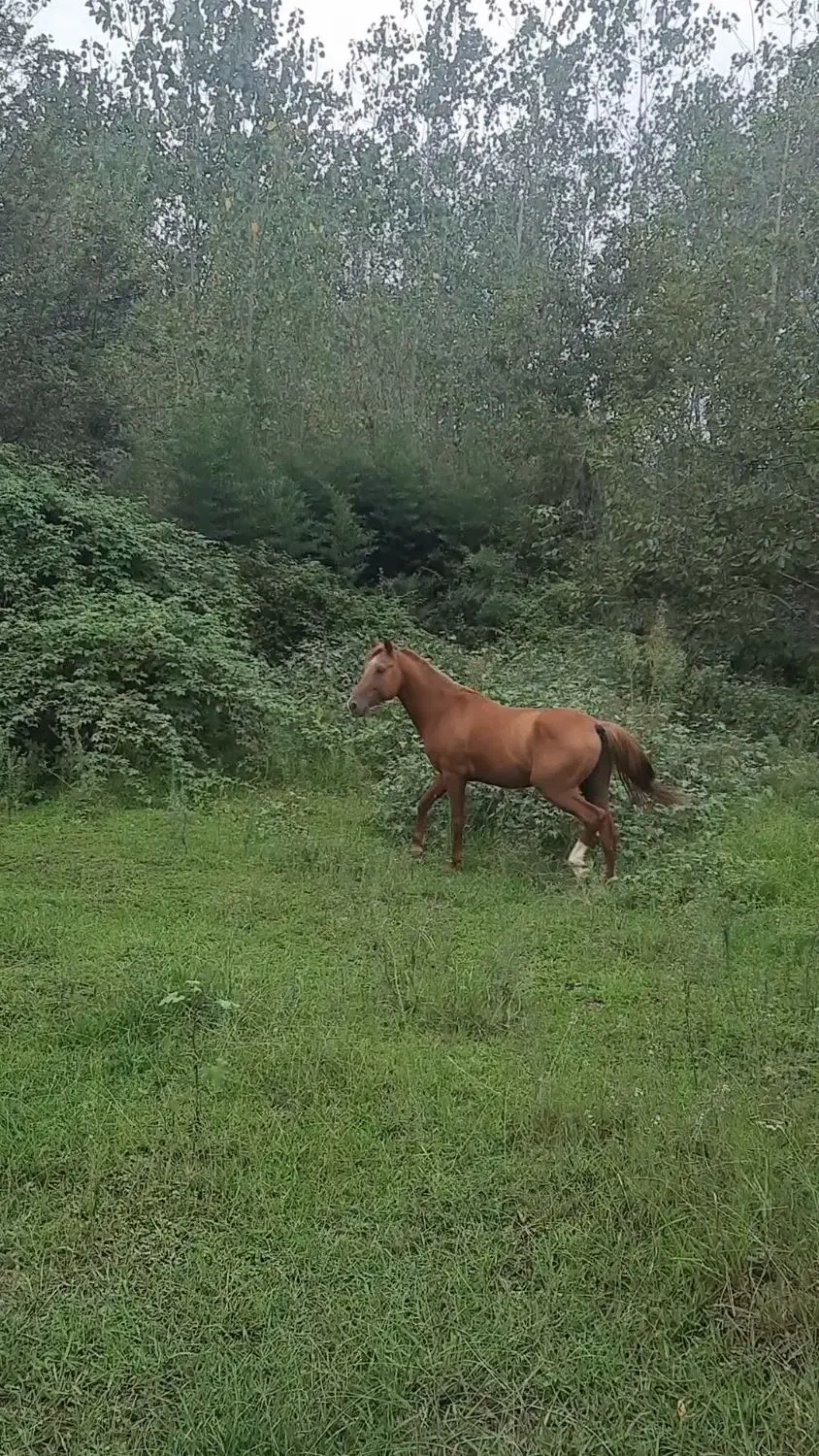 کره پلنگ قشقایی با برگه کشش|اسب و تجهیزات اسب‌سواری|صومعه‌سرا, |دیوار