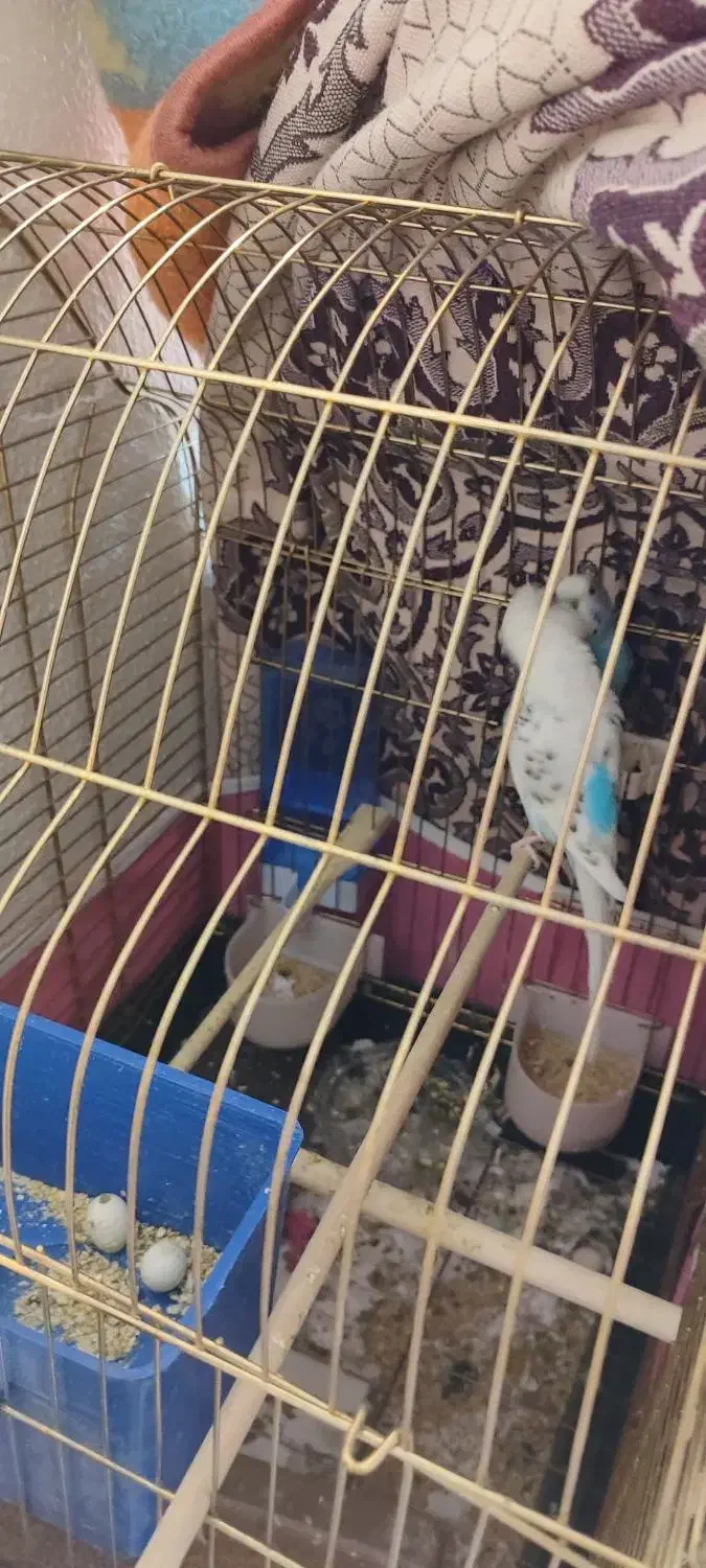 مرغ عشق جفت|پرنده|شاهین‌شهر, بانک استان|دیوار