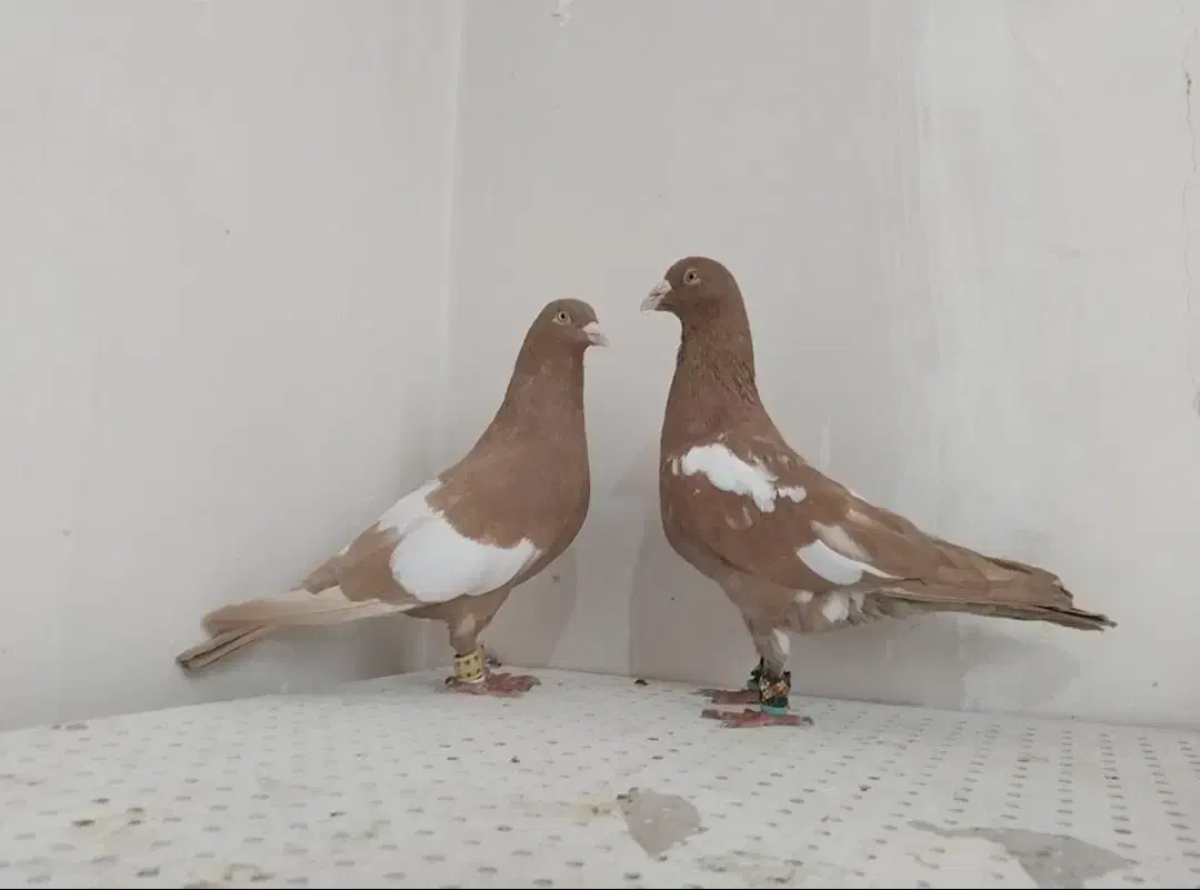 سه رگ افغانی|پرنده|مشهد, وکیل‌آباد|دیوار