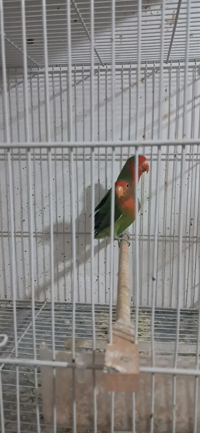 ۴عدد کوتوله صورت هلویی فروشی|پرنده|تربت جام, معدآباد|دیوار