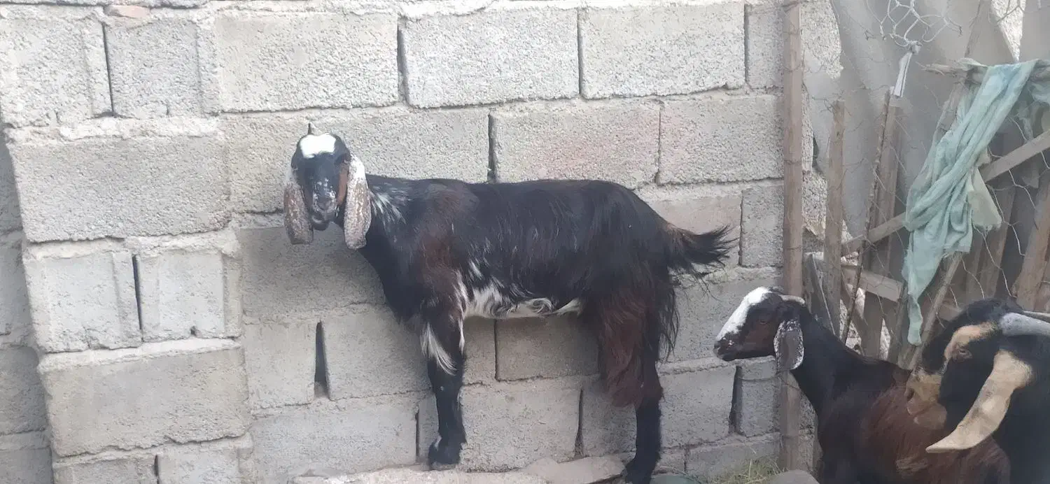 باسلام احترام یک بز ماده|حیوانات مزرعه|قصرقند, |دیوار