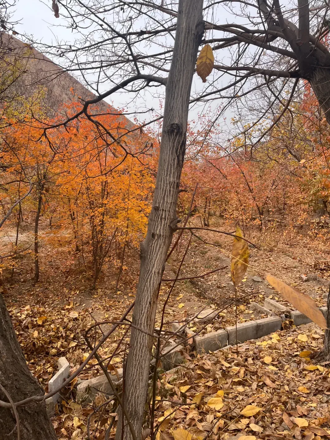 باغ ۸۵۰متری روستای سیجان|فروش زمین و ملک کلنگی|آسارا, |دیوار