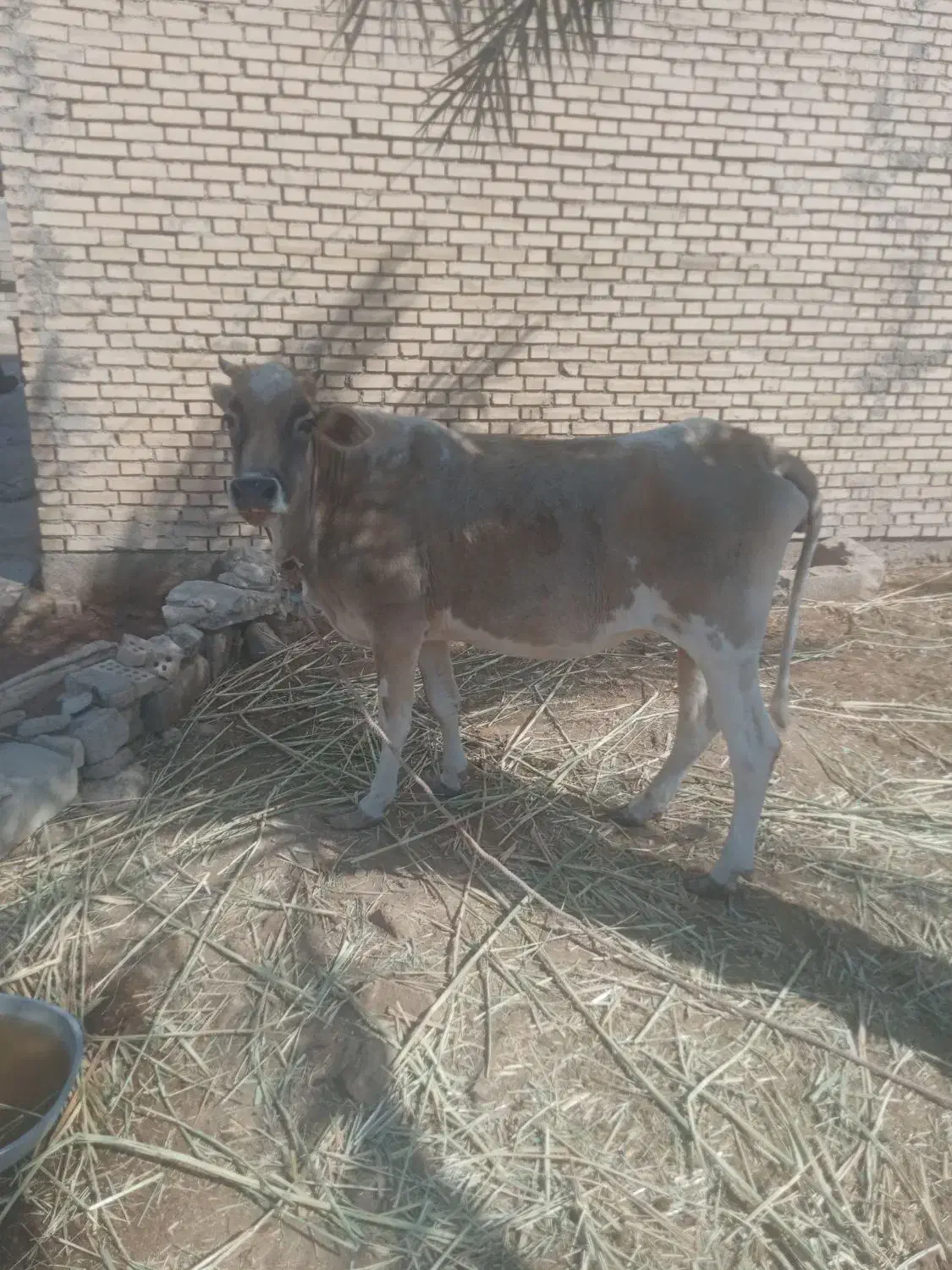 گاو دوعدد|حیوانات مزرعه|چمران, |دیوار