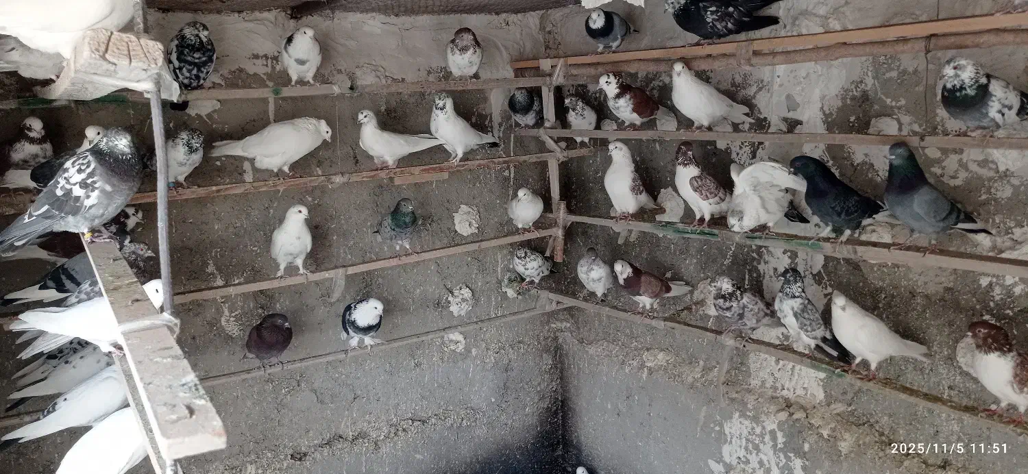 کبوتر فوق پرشی|پرنده|وحیدیه, |دیوار