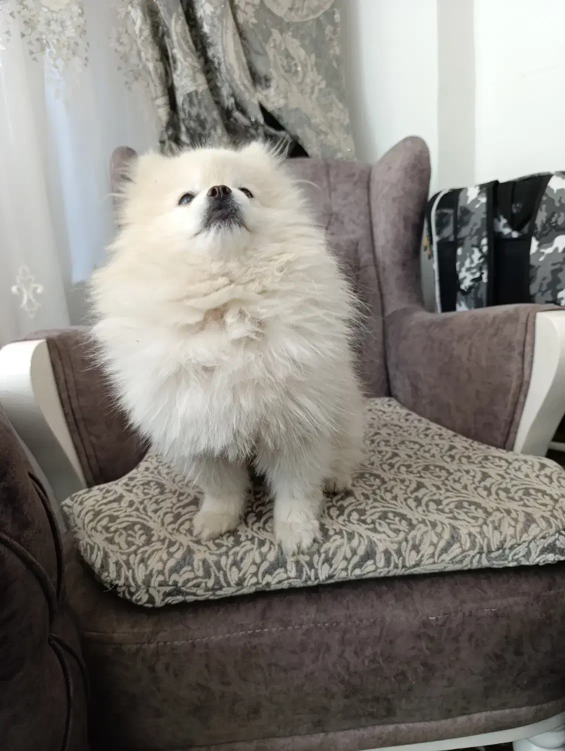 پامرین خرسی عروسکی|سگ|اصفهان, خانه اصفهان|دیوار