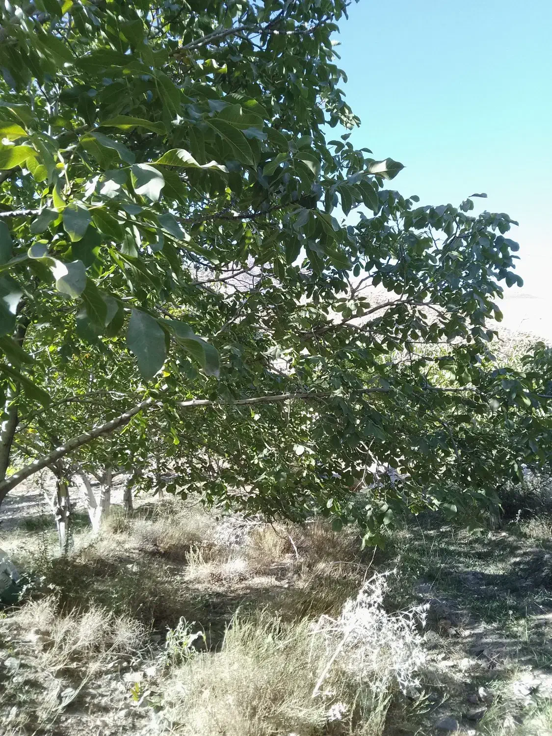 باغ فروشی|فروش دفتر صنعتی، کشاورزی، تجاری|کرمان, |دیوار