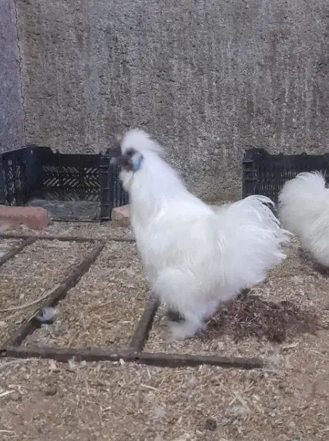 فروش جوجه تخم نطفه دار ابریشمی وارداتی|حیوانات مزرعه|گناباد, |دیوار