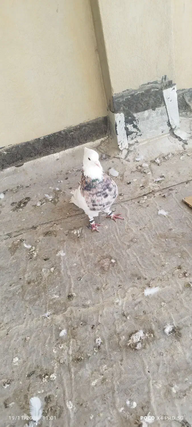 طوقی نر|پرنده|شادگان, |دیوار