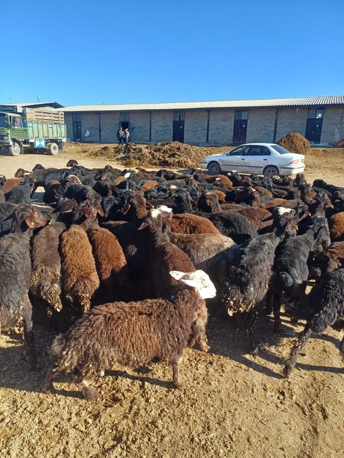 گوسفند خونی|حیوانات مزرعه|مشهد, دانشجو|دیوار