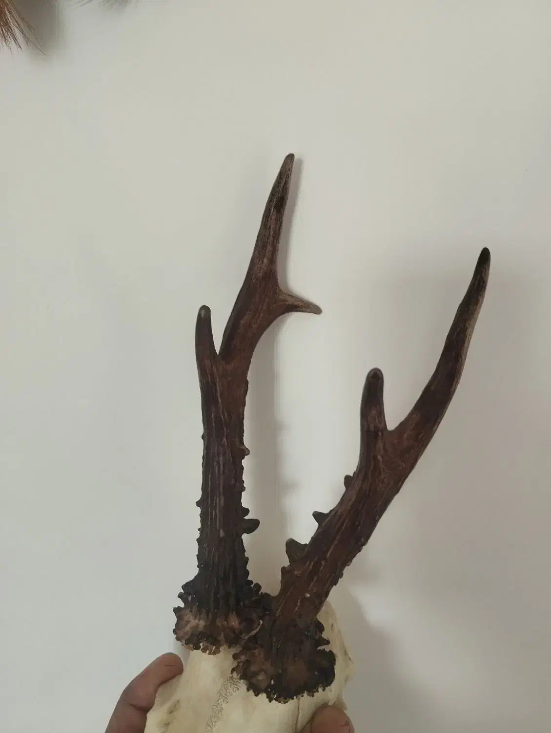 اسباب بازی شاخ|صنایع دستی و سایر لوازم تزئینی|علیآباد کتول, |دیوار