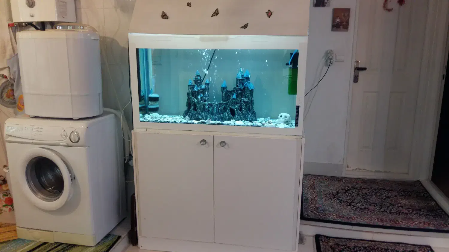 آکواریوم|ماهی|زنجان, |دیوار