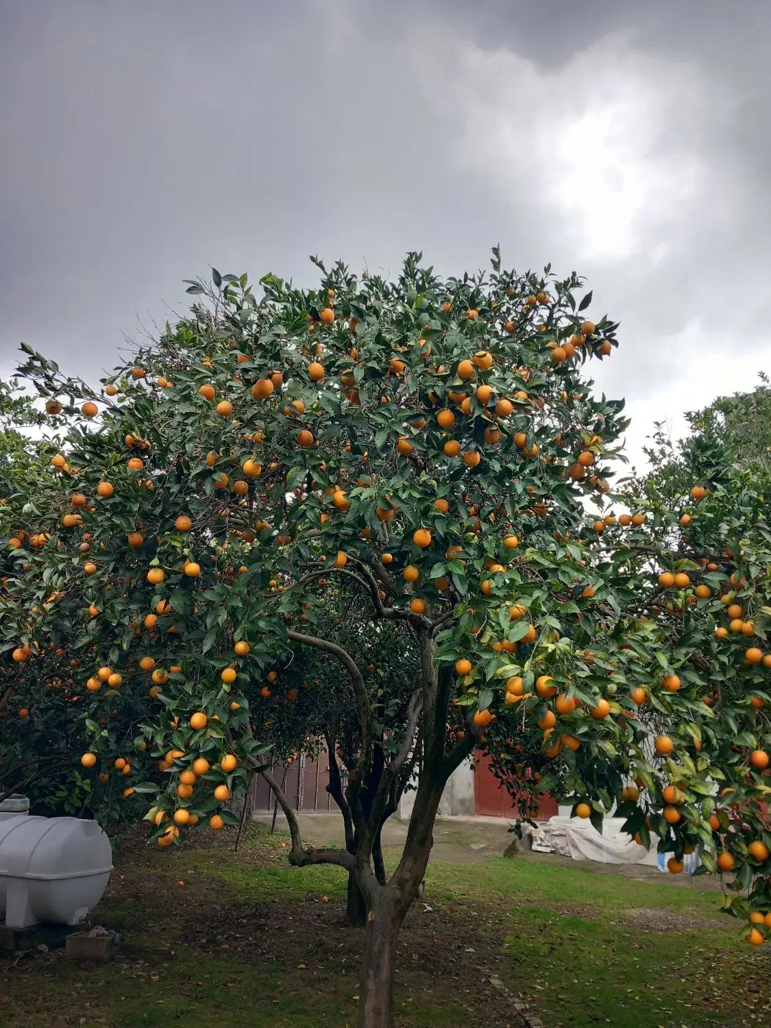 فروش پرتقال تامسون و خونی ۲۰تون|خوردنی و آشامیدنی|نشتارود, |دیوار