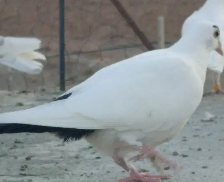 دمبی کرمونی|پرنده|کرمان, |دیوار