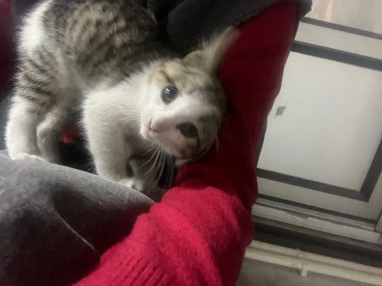 گربه|گربه|رشت, شهرک آیت الله منتظری|دیوار