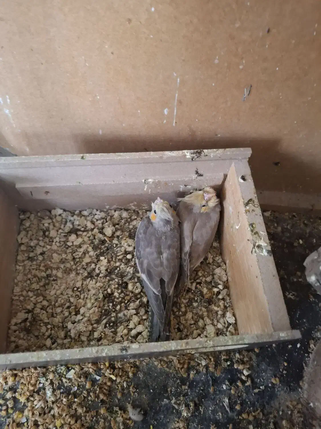 عروس هلندی سه جفت با دوتا جوجه|پرنده|مبارکه, |دیوار