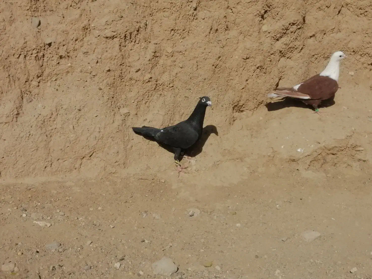 کفتر کلاغ ساده زاغ|پرنده|خواف, |دیوار