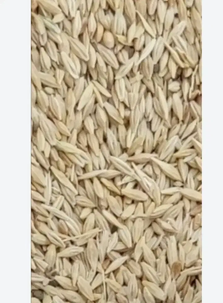 جو دیم|عمده‌فروشی|ابهر, |دیوار