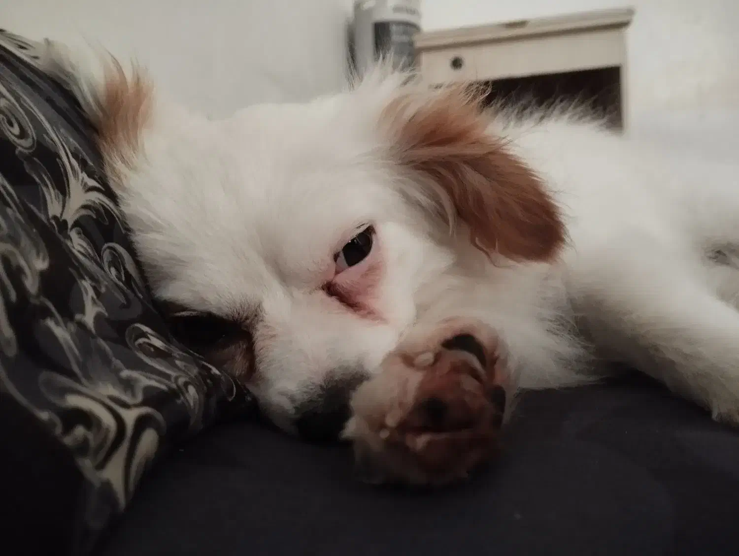 سگ پامر روباهی یک ساله|سگ|دزفول, |دیوار