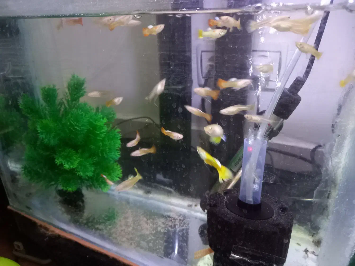 یک گله ۴۰ عددی ماهی گوپی|ماهی|ملایر, |دیوار