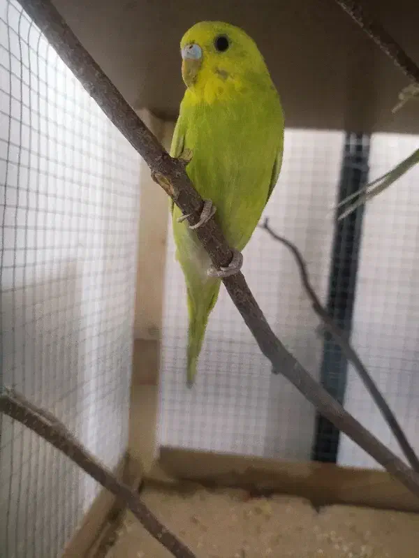 مرغ عشق جوان|پرنده|طرقبه, |دیوار