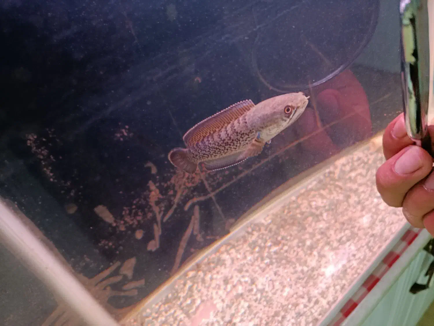 ماهی چانا استوراتی|ماهی|الیگودرز, |دیوار