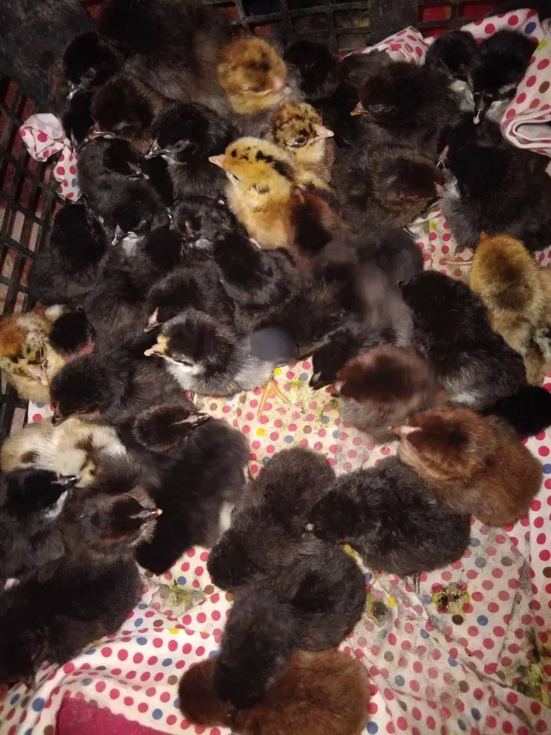 جوجه|حیوانات مزرعه|دهدشت, |دیوار