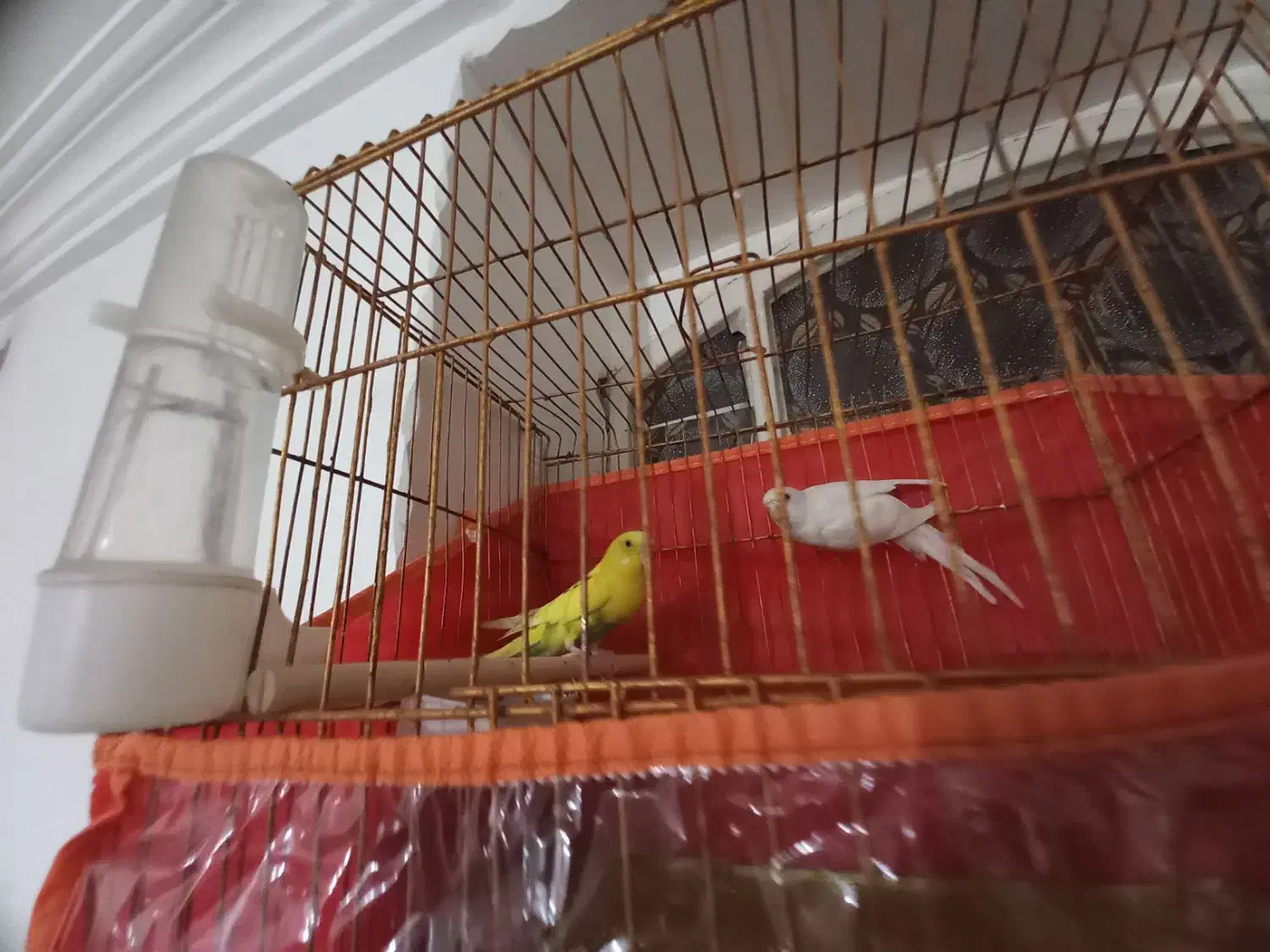 یک جف مرغ عشق هلندی درجه یک|پرنده|وراوی, |دیوار