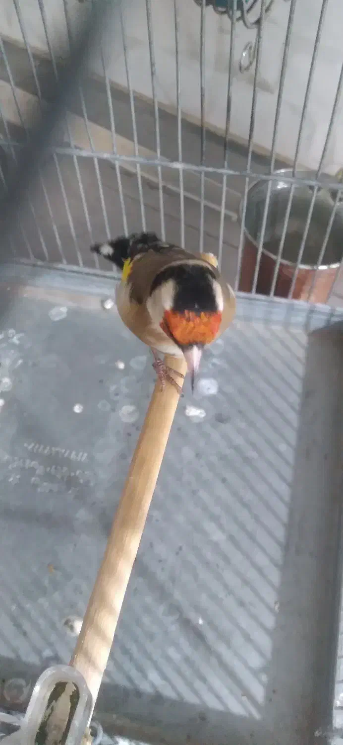 سهره|پرنده|تهران, شهرک شریفی|دیوار