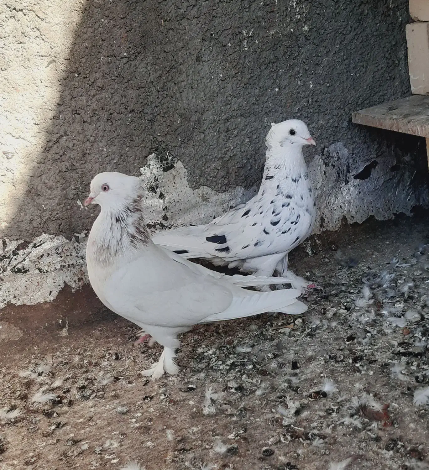 کفتر سرور|پرنده|قم, چهل درخت|دیوار