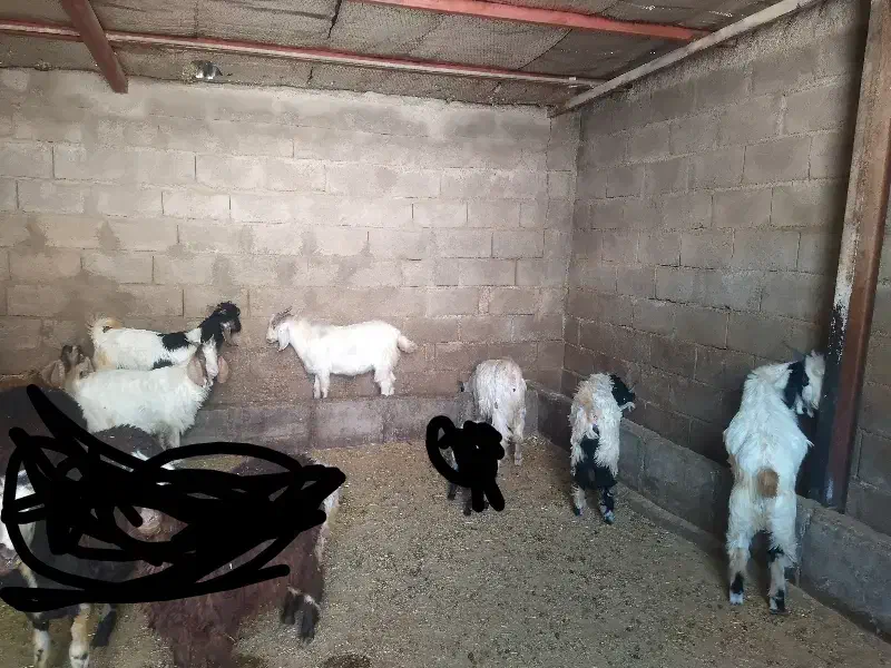 حیوانات مزرعه|حیوانات مزرعه|چگنی, |دیوار