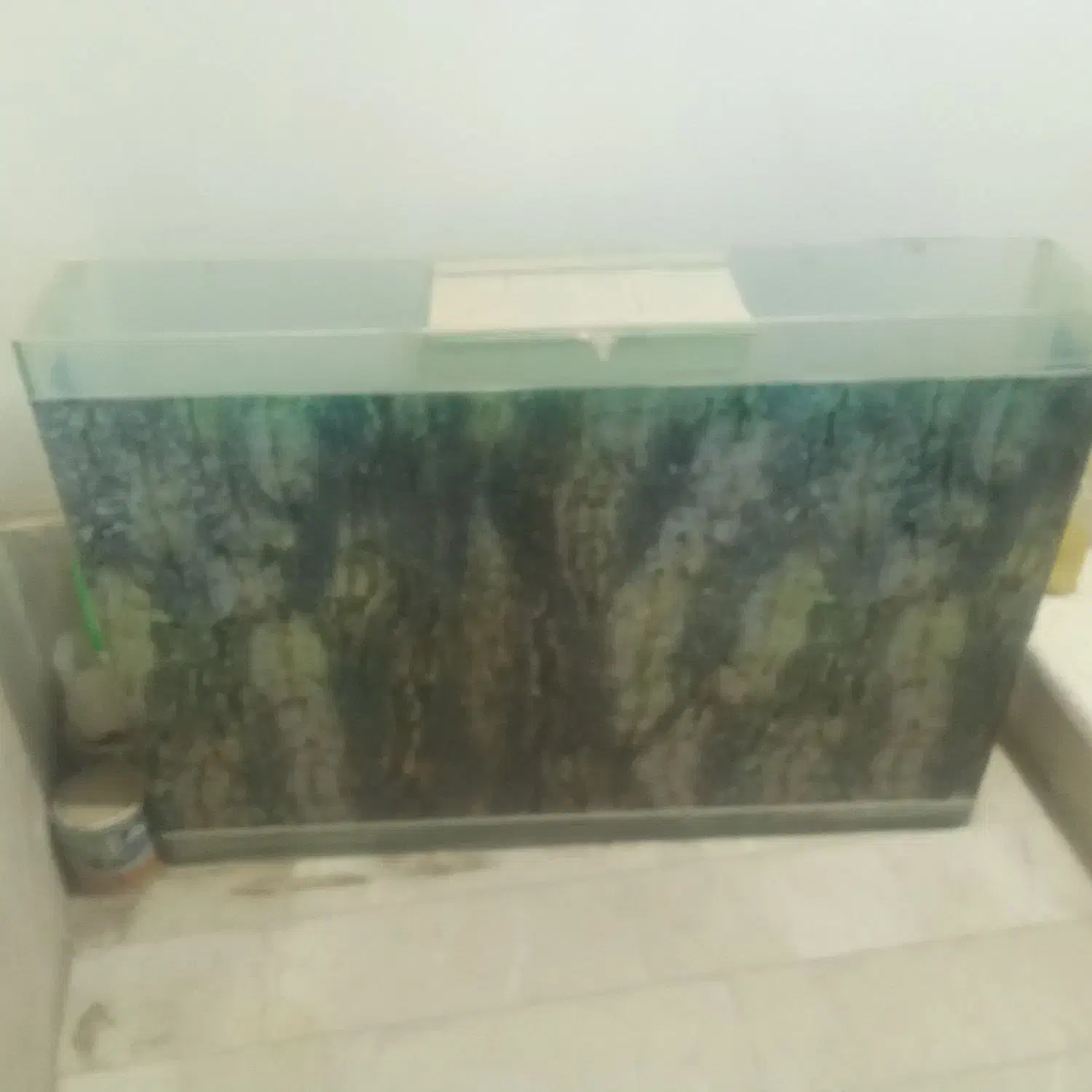 آکواریوم|ماهی|تربت جام, معدآباد|دیوار