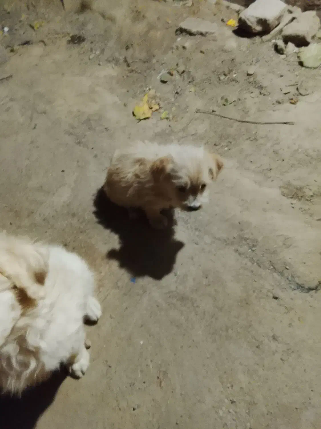 دو عدد توله سگ شیتوز|سگ|سبزوار, شرق کال میانی|دیوار