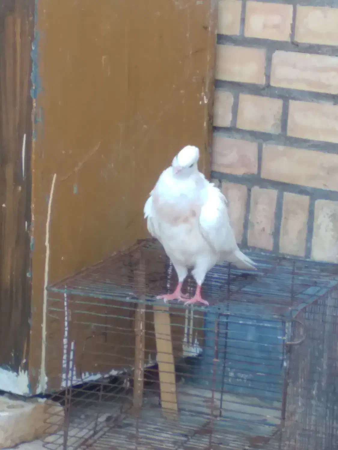 کبوتر فروشی|پرنده|ایذه, |دیوار