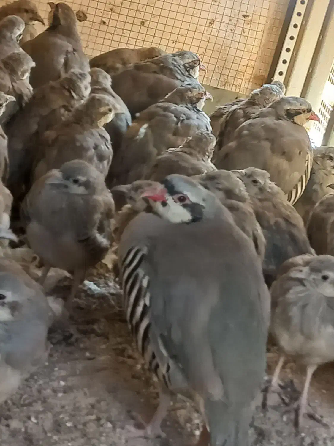 مرغ اردک کبوتر خروس مرغ عشق پلاکی پرنده زینتی|پرنده|اندیکا, |دیوار