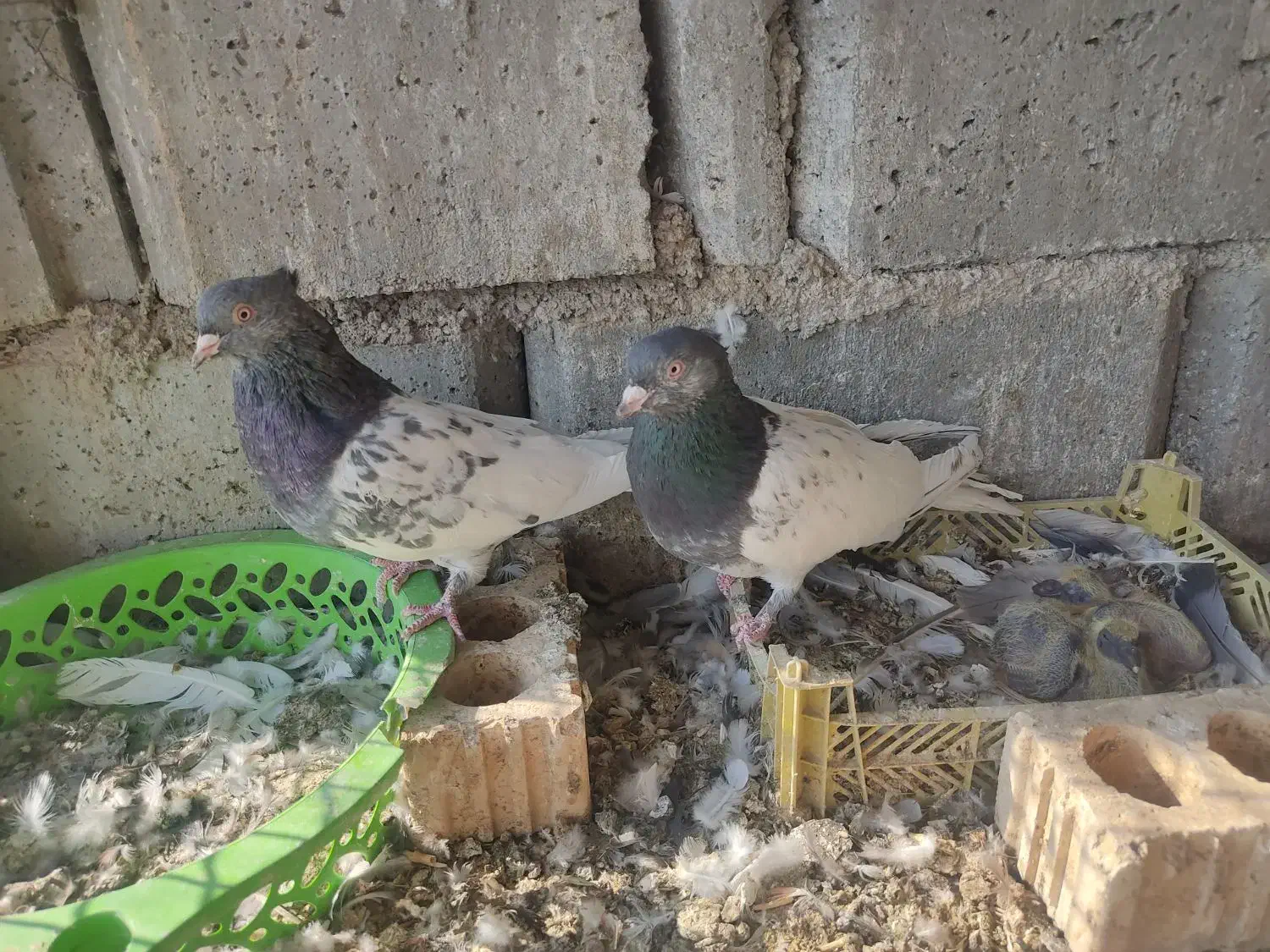 جفت کله سبز|پرنده|شیراز, سینما سعدی|دیوار