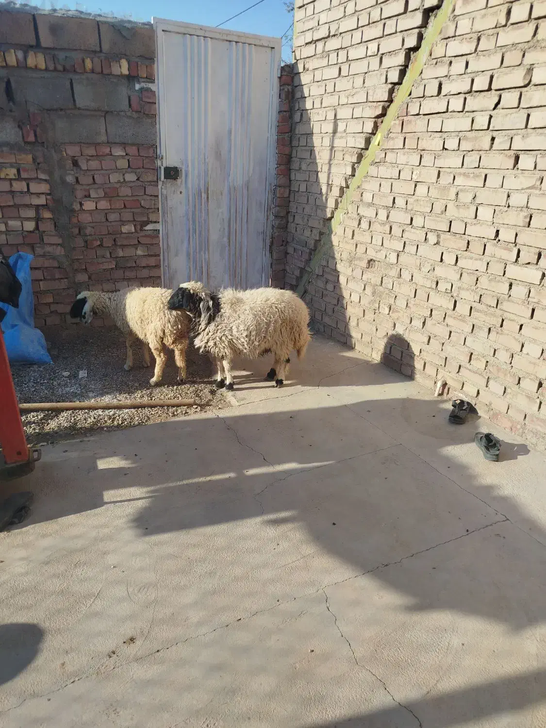 دوراس بره کاور دم شلال ناز|حیوانات مزرعه|زرند, |دیوار