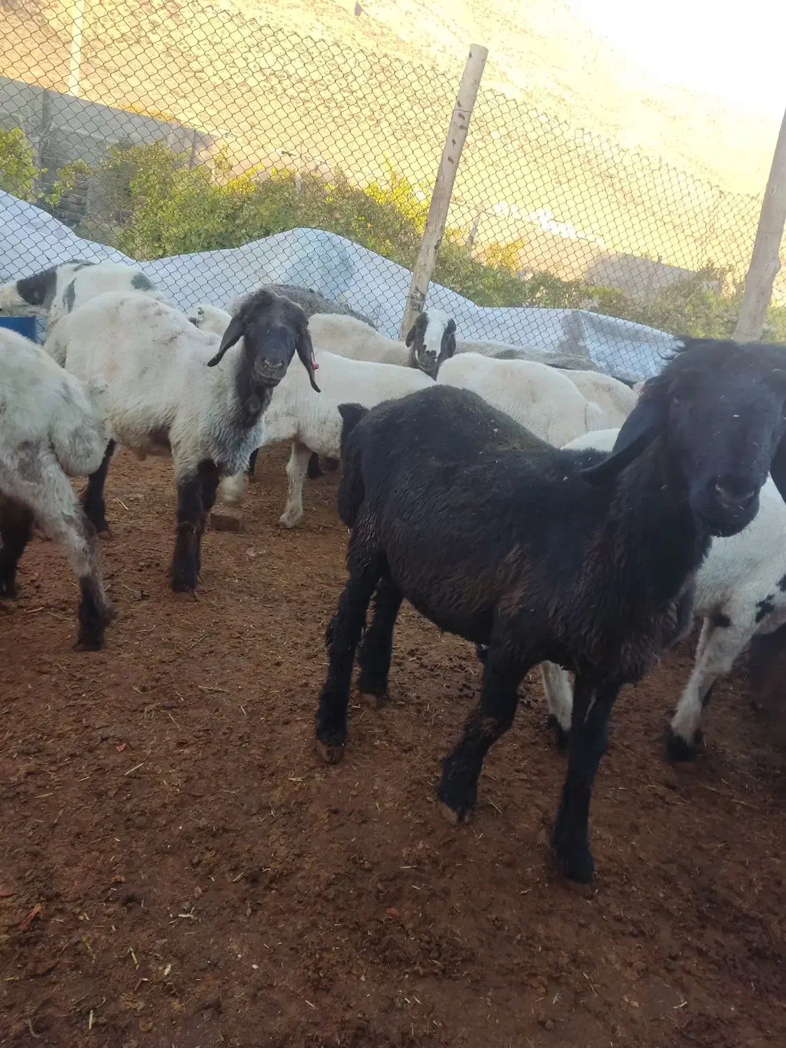 فروش بره نر|حیوانات مزرعه|پاسارگاد, |دیوار