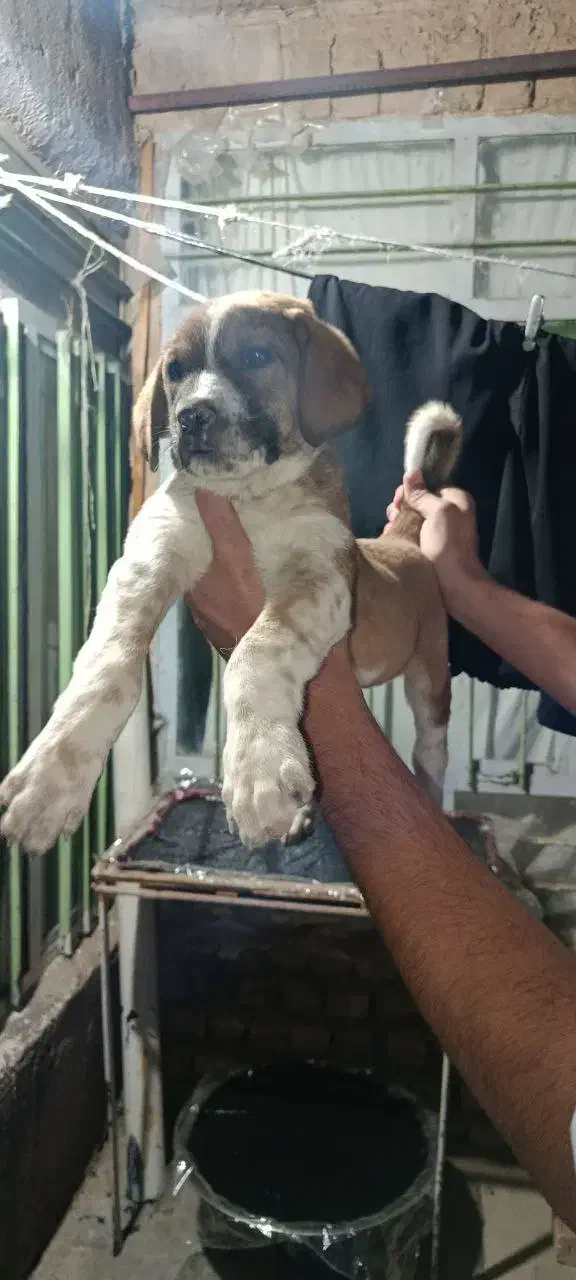 سگ نگهبان|سگ|بندرعباس, |دیوار