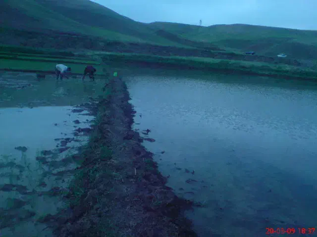 اجاره زمین شالیزار روستای حصار قرانقو|اجارهٔ دفتر صنعتی، کشاورزی، تجاری|میانه, |دیوار