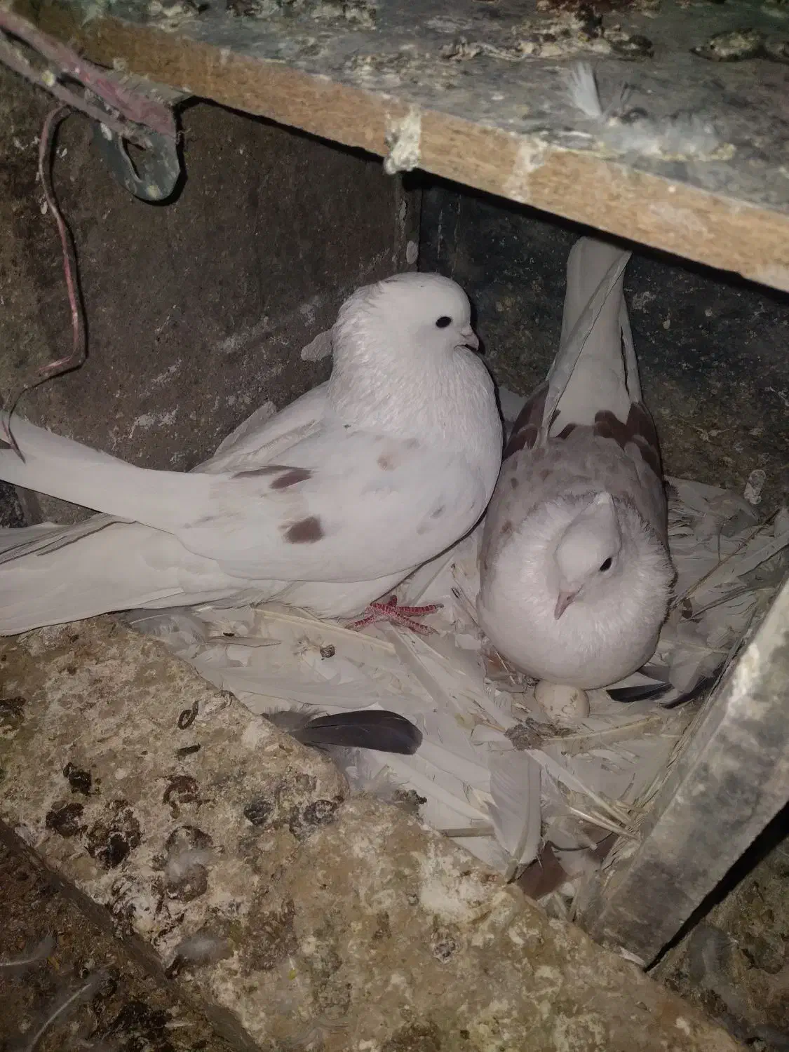 کبوترشونی وطوقی|پرنده|سیلاخور, |دیوار