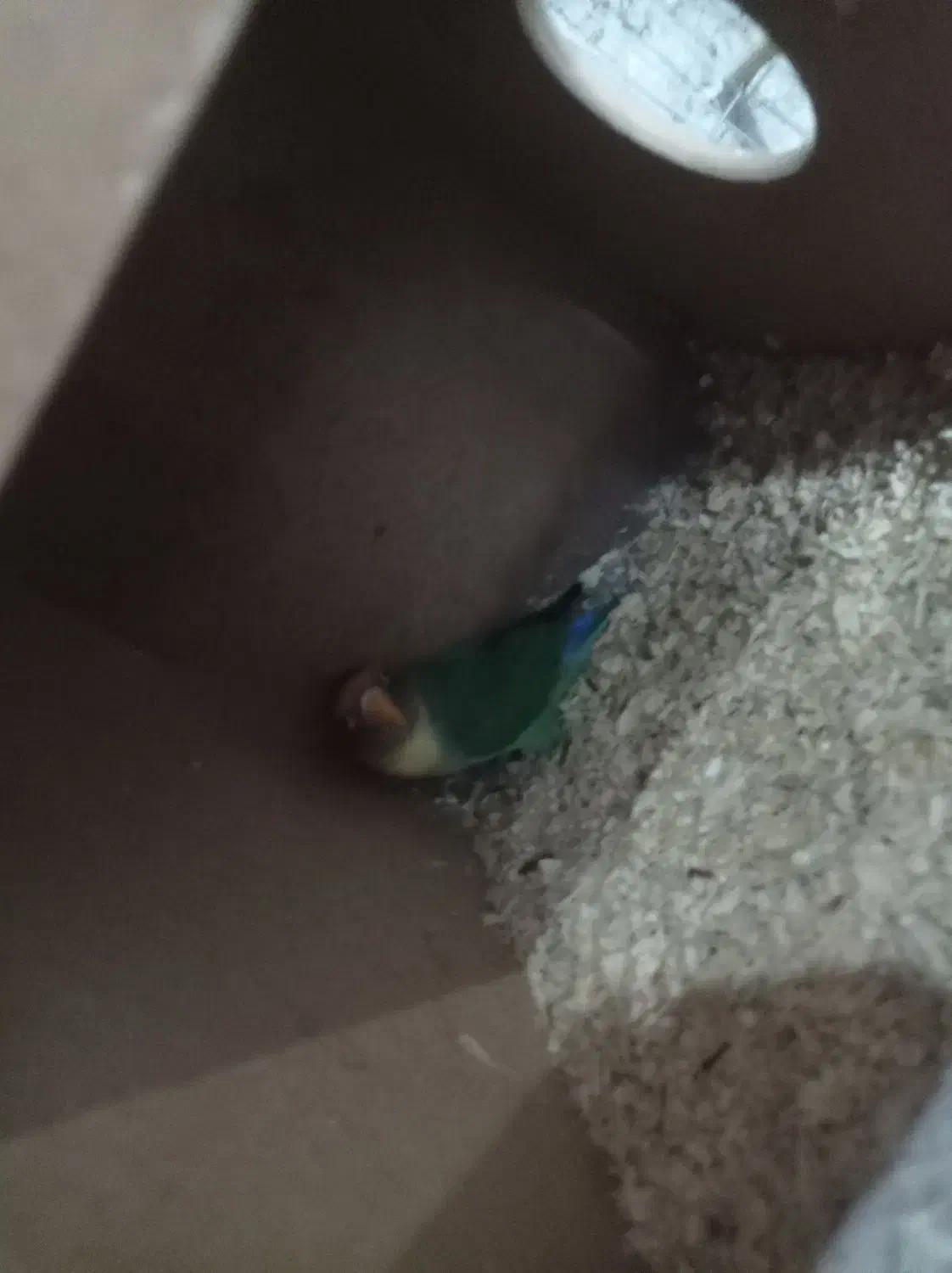 پرندگان عروس هلندی،طوطی برزیلی ومرغ عشق پروانی|پرنده|سلماس, |دیوار