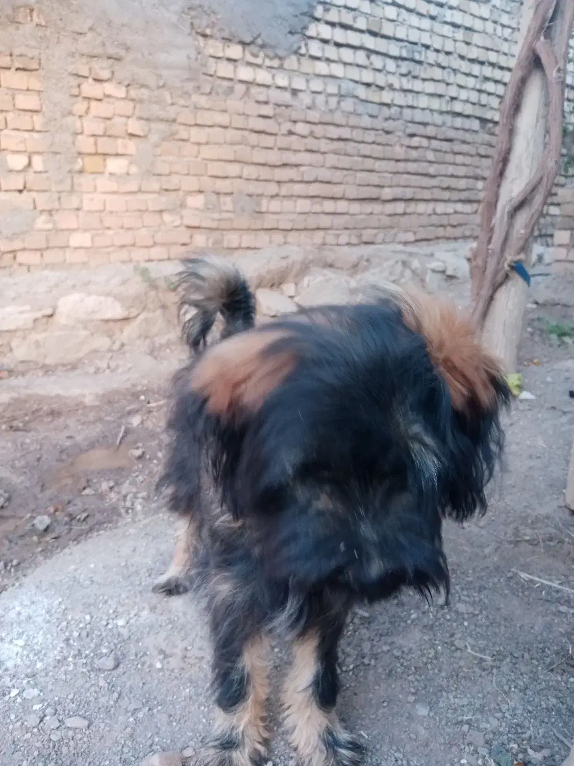 حیوانات خانگی|سگ|سبزوار, قصبه شرقی|دیوار