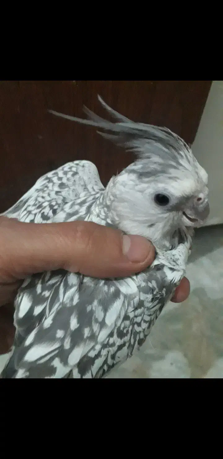 عروس هلندی ایزابلا مولدسخنگوجهت معاوضه|پرنده|کرمانشاه, |دیوار