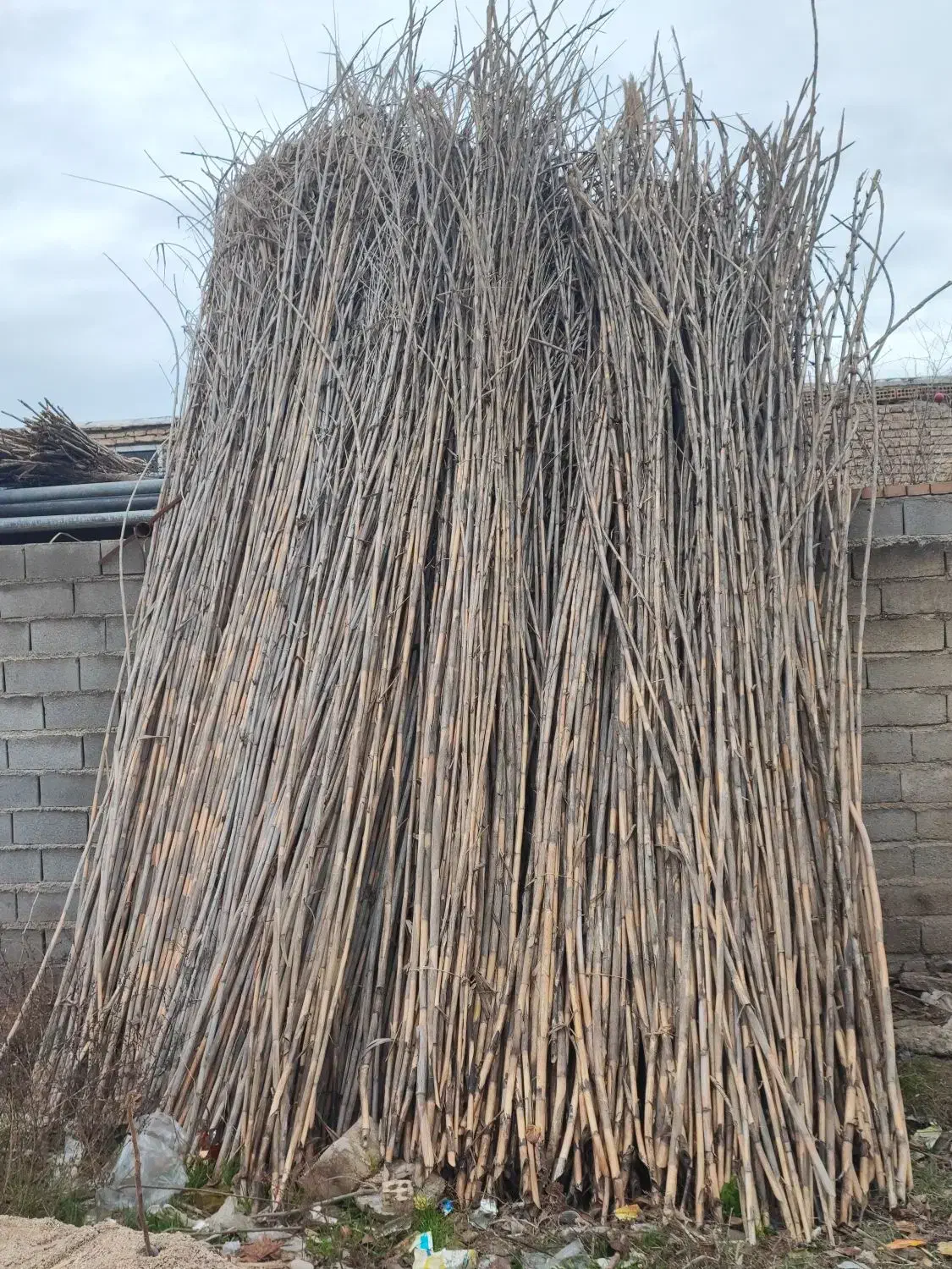 فروش نی|گل و گیاه طبیعی|گنبد کاووس, |دیوار