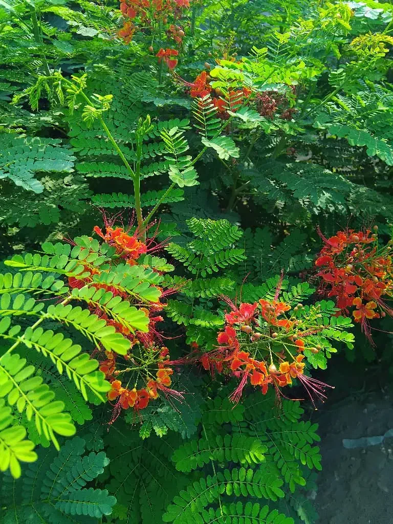 انواع نهال مرکبات ،گل ،استوایی|گل و گیاه طبیعی|جیرفت, |دیوار